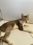 Gato ra a SRD-ViraLata idade 3 anos nome trevo
