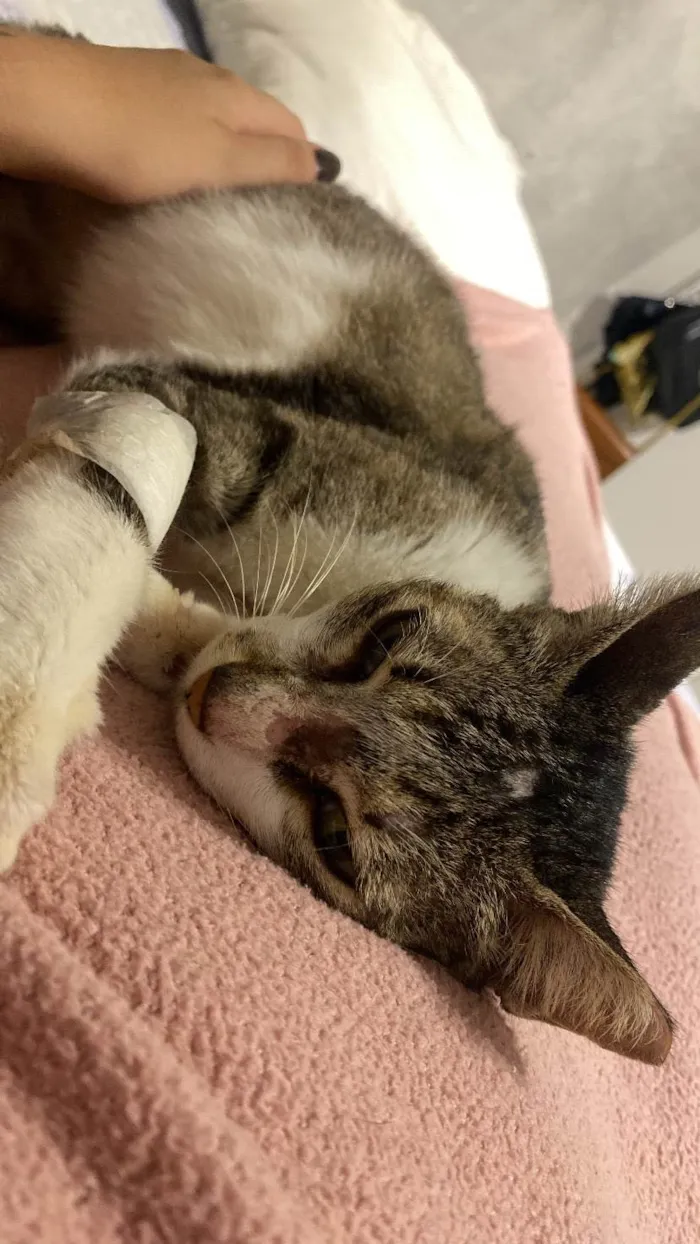 Gato ra a SRD-ViraLata idade 3 anos nome trevo