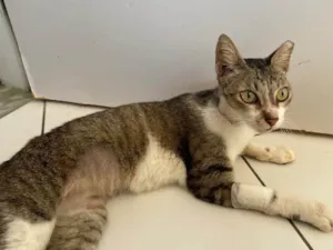 Gato raça SRD-ViraLata idade 3 anos nome trevo