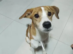 Cachorro raça SRD-ViraLata idade 5 anos nome Maya
