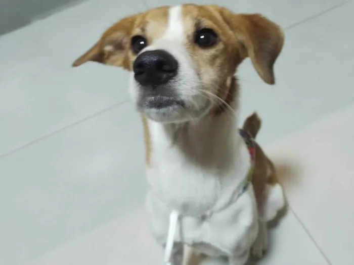 Cachorro ra a SRD-ViraLata idade 5 anos nome Maya