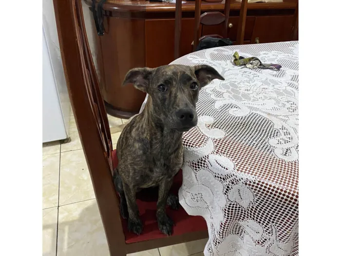Cachorro ra a SRD-ViraLata idade 2 a 6 meses nome Estrela
