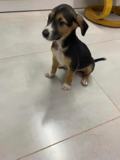 Cachorro raça SRD-ViraLata idade 2 a 6 meses nome Paçoca 