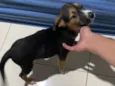 Cachorro ra a SRD-ViraLata idade 2 a 6 meses nome Paçoca 
