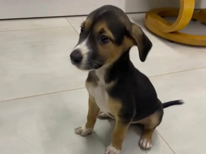 Cachorro ra a SRD-ViraLata idade 2 a 6 meses nome Paçoca 