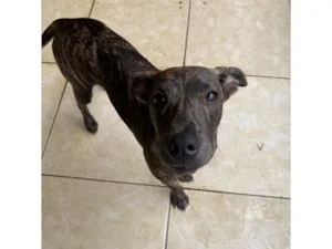 Cachorro raça SRD-ViraLata idade 2 a 6 meses nome Estrela