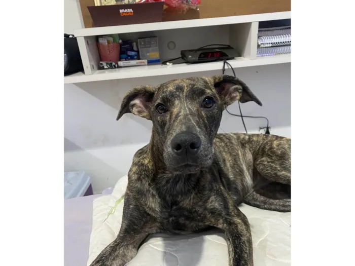 Cachorro ra a SRD-ViraLata idade 2 a 6 meses nome Estrela