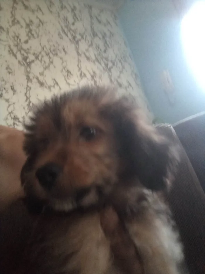 Cachorro ra a Shitzu idade 2 a 6 meses nome JuJu