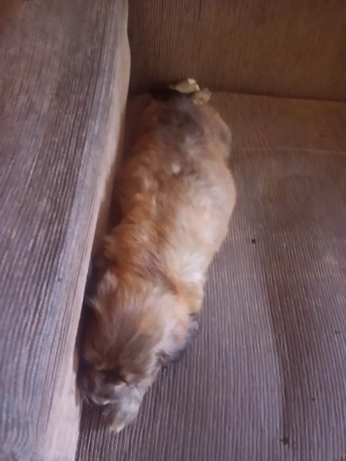 Cachorro ra a Shitzu idade 2 a 6 meses nome JuJu