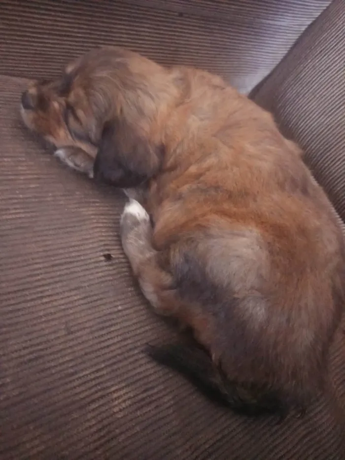 Cachorro ra a Shitzu idade 2 a 6 meses nome JuJu