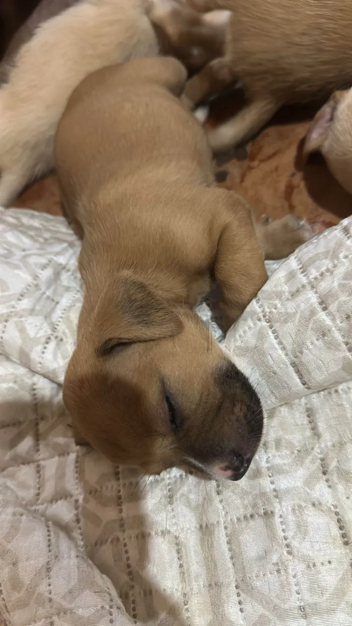 Cachorro raça SRD-ViraLata idade Abaixo de 2 meses nome Não tem 