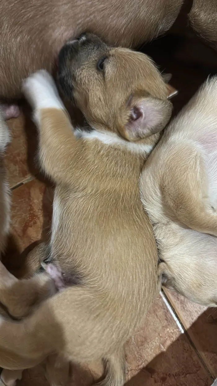 Cachorro raça SRD-ViraLata idade Abaixo de 2 meses nome Não tem 