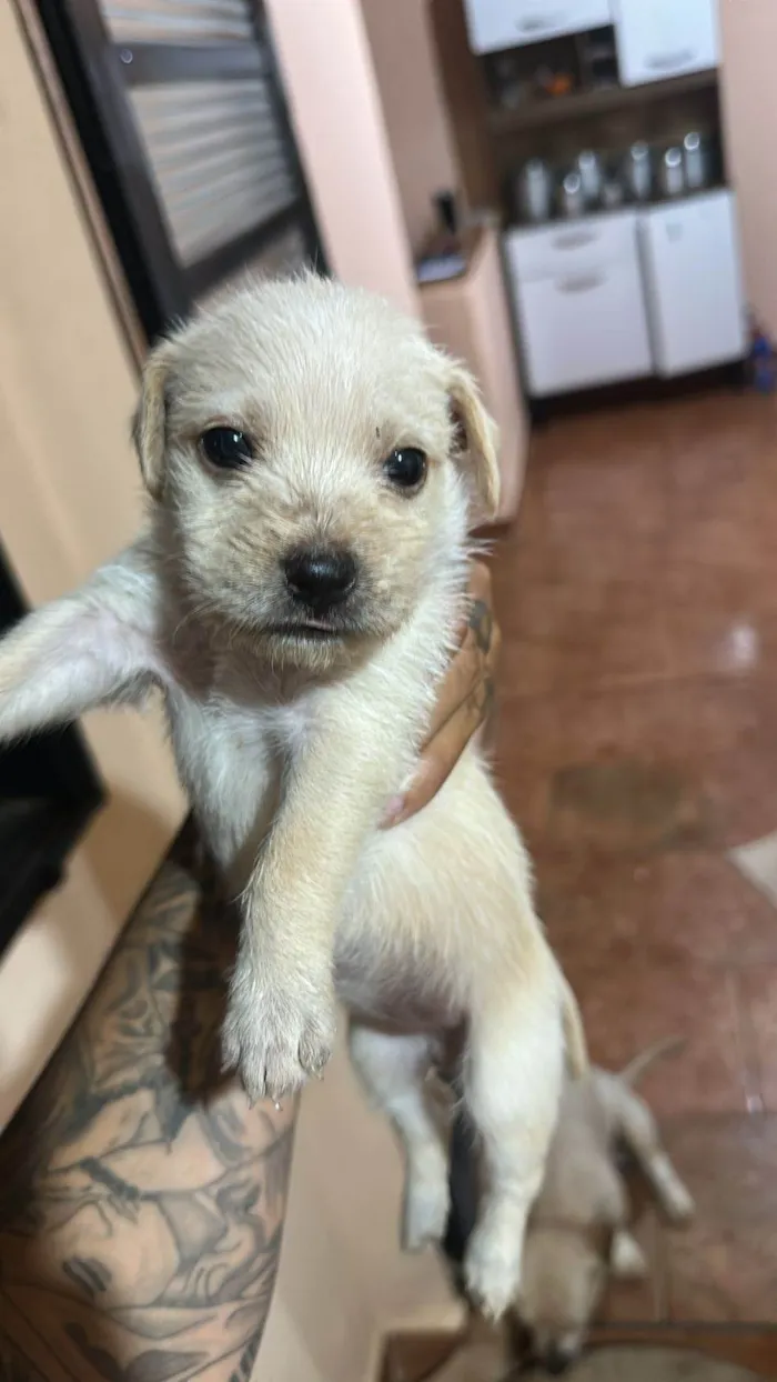 Cachorro raça SRD-ViraLata idade Abaixo de 2 meses nome Não tem 