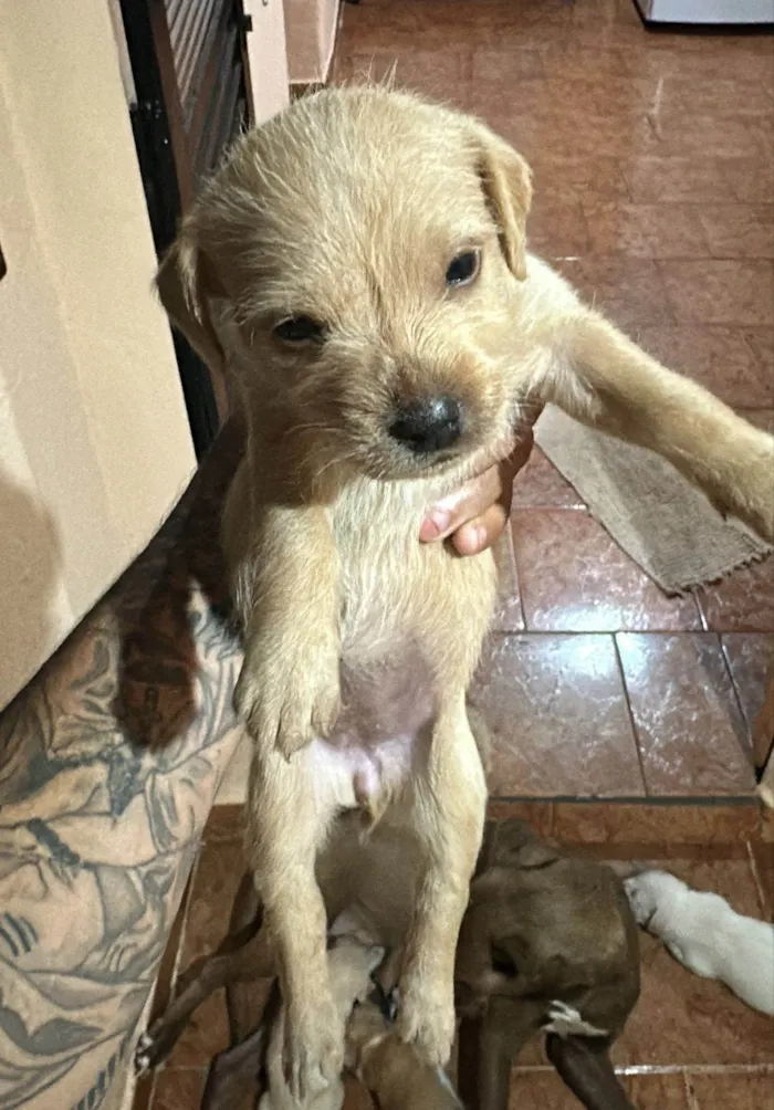 Cachorro raça SRD-ViraLata idade Abaixo de 2 meses nome Não tem 