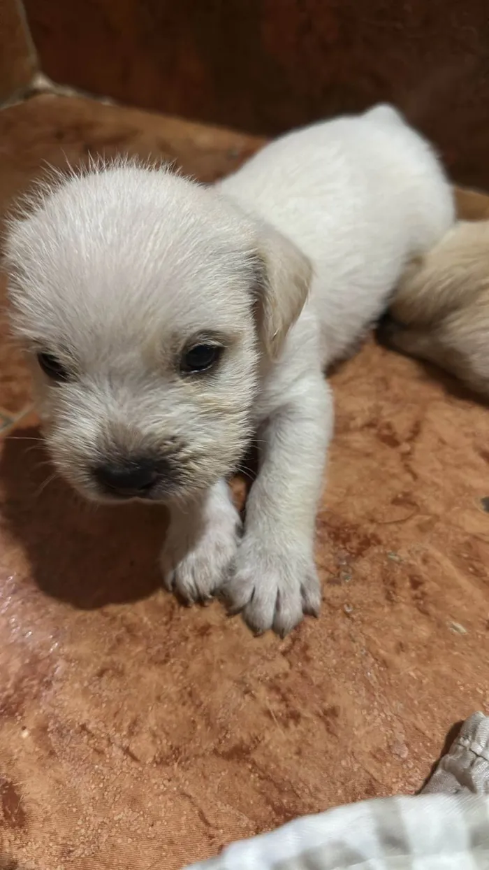 Cachorro raça SRD-ViraLata idade Abaixo de 2 meses nome Não tem 