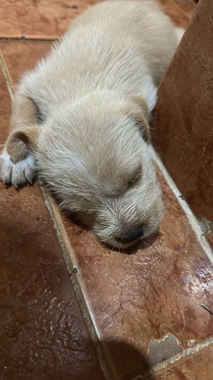 Cachorro raça SRD-ViraLata idade Abaixo de 2 meses nome Não tem 