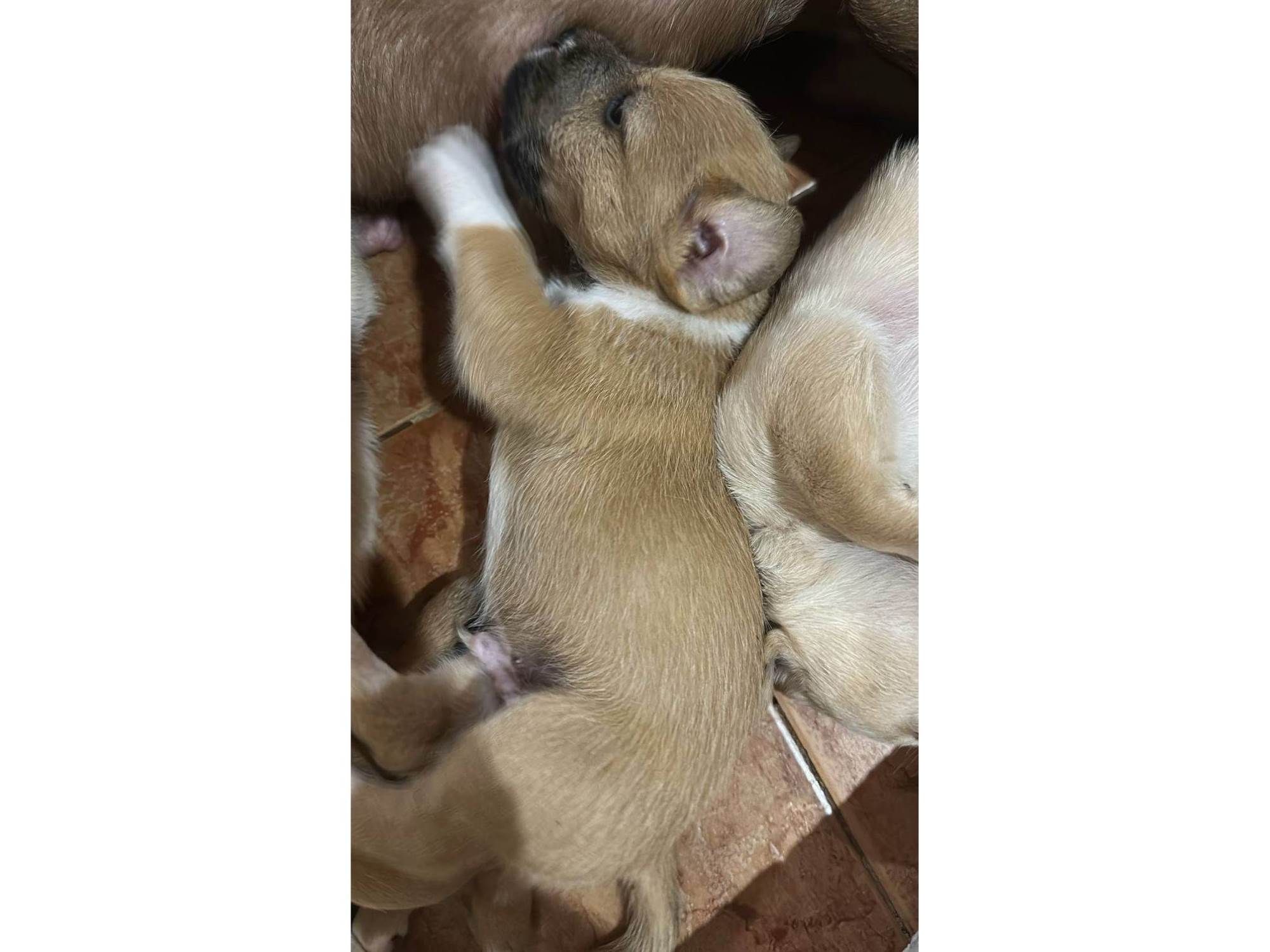 Cachorro raça SRD-ViraLata idade Abaixo de 2 meses nome Não tem 
