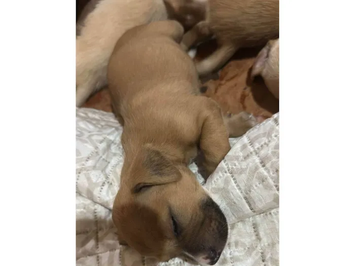 Cachorro raça SRD-ViraLata idade Abaixo de 2 meses nome Não tem 