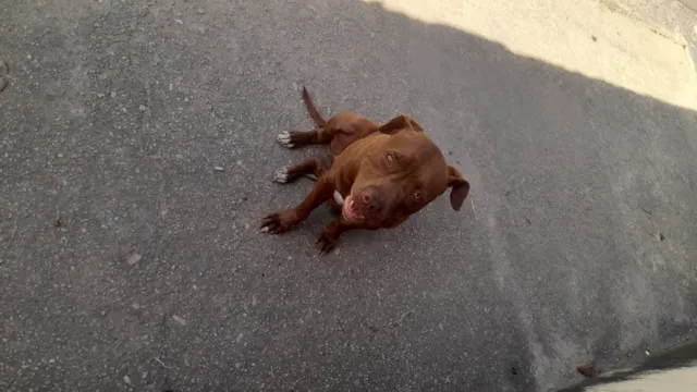 Cachorro ra a Pit-Bull idade 1 ano nome Pandora