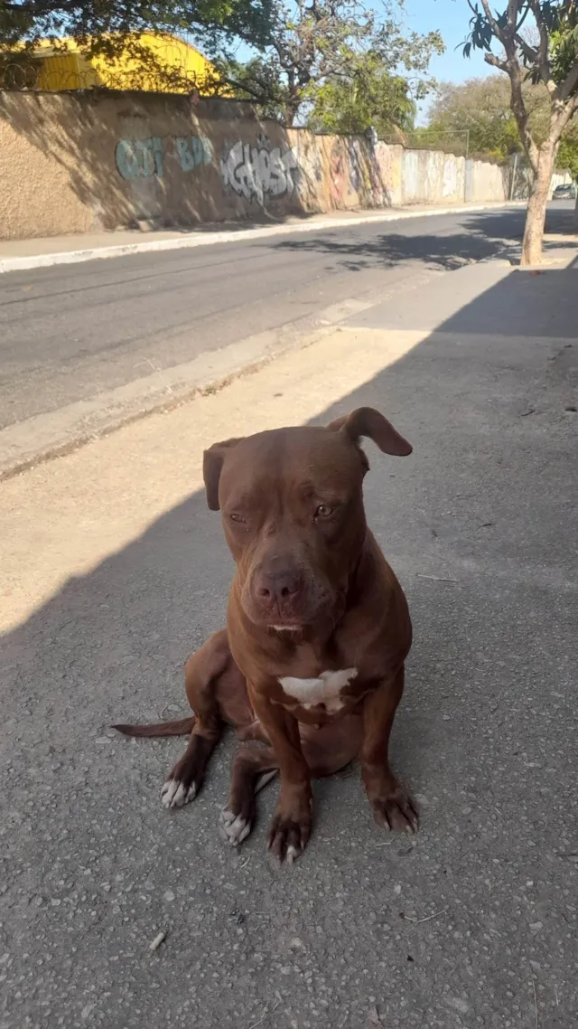 Cachorro ra a Pit-Bull idade 1 ano nome Pandora