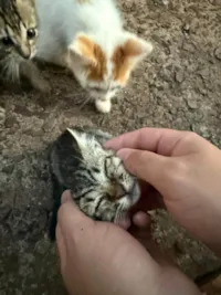Gato ra a SRD-ViraLata idade Abaixo de 2 meses nome Não tem nome