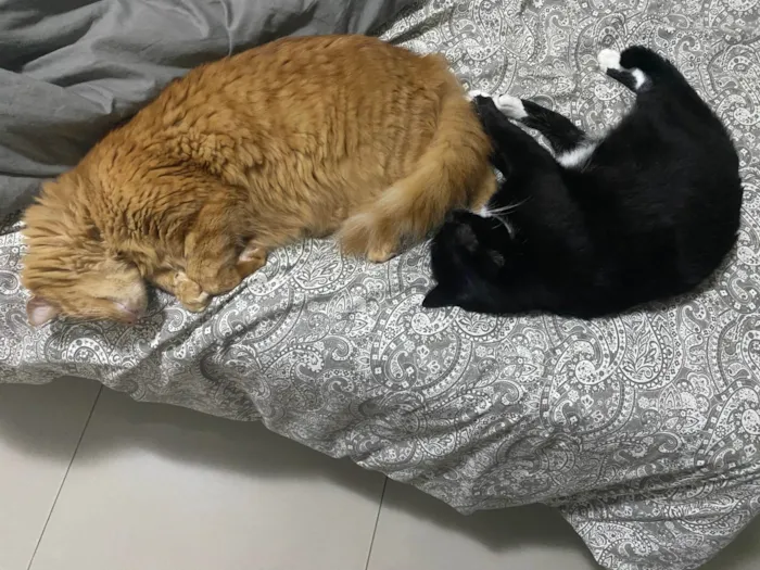 Gato ra a SRD-ViraLata idade 5 anos nome Bibi