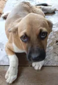 Cachorro ra a SRD-ViraLata idade 2 a 6 meses nome Amendoim