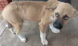Cachorro ra a SRD-ViraLata idade 2 a 6 meses nome Amendoim