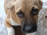 Cachorro ra a SRD-ViraLata idade 2 a 6 meses nome Amendoim