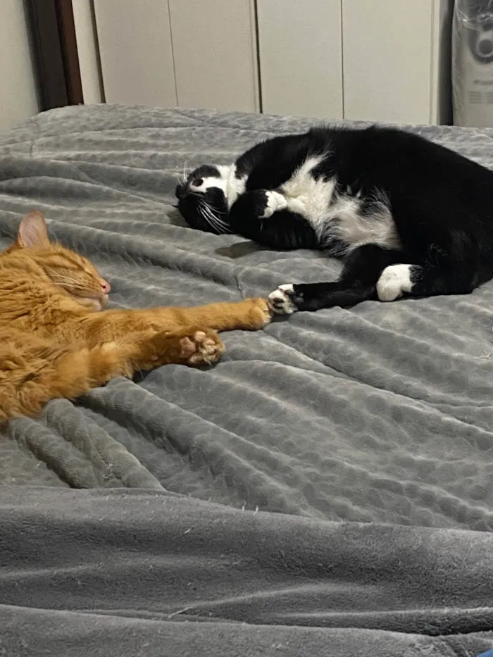 Gato ra a SRD-ViraLata idade 5 anos nome Bibi