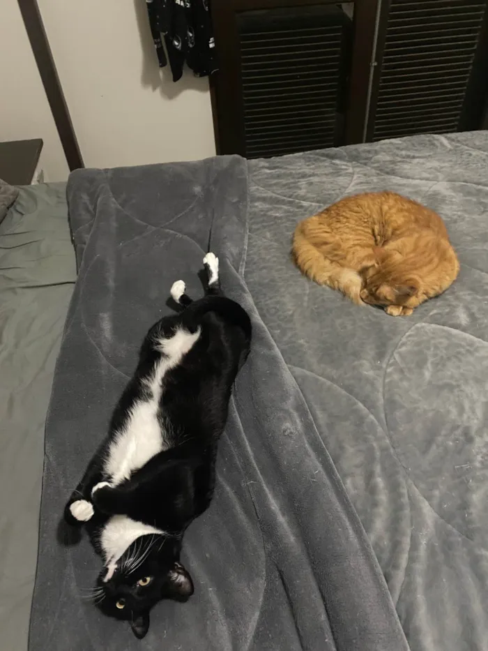 Gato ra a SRD-ViraLata idade 5 anos nome Bibi