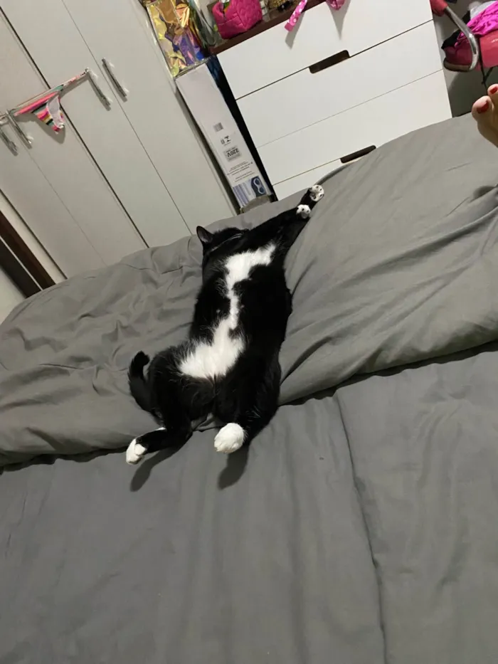 Gato ra a SRD-ViraLata idade 5 anos nome Bibi