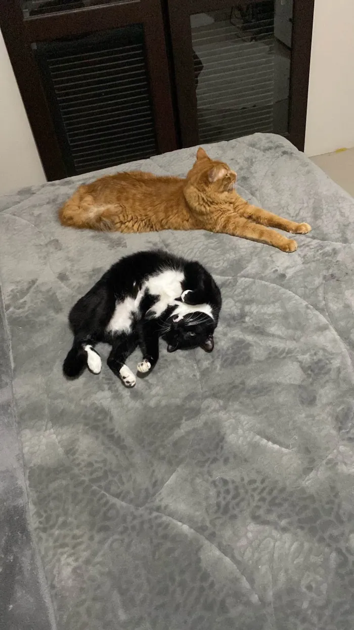 Gato ra a SRD-ViraLata idade 5 anos nome Bibi