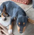 Cachorro ra a SRD-ViraLata idade 2 a 6 meses nome Eclipse