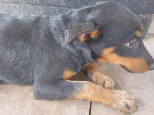 Cachorro raça SRD-ViraLata idade 2 a 6 meses nome Eclipse