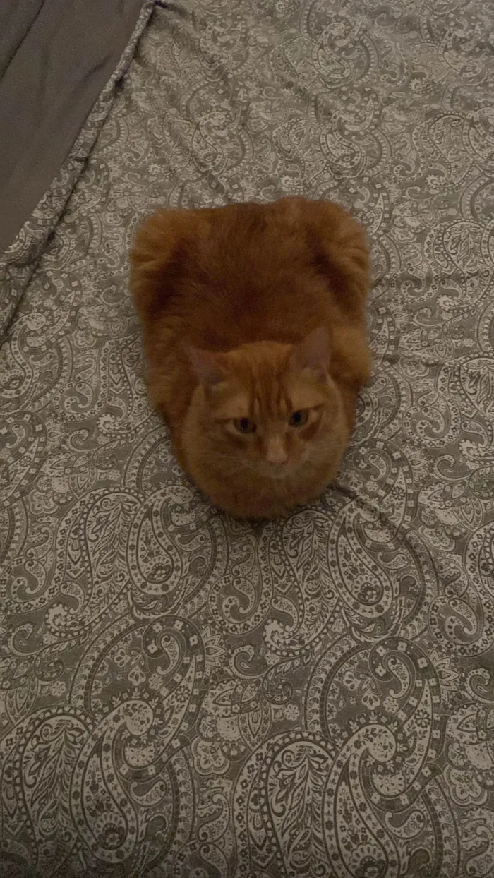 Gato ra a SRD-ViraLata idade 4 anos nome Chiclete