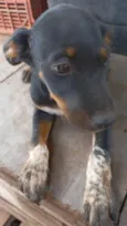 Cachorro ra a SRD-ViraLata idade 2 a 6 meses nome Ninja