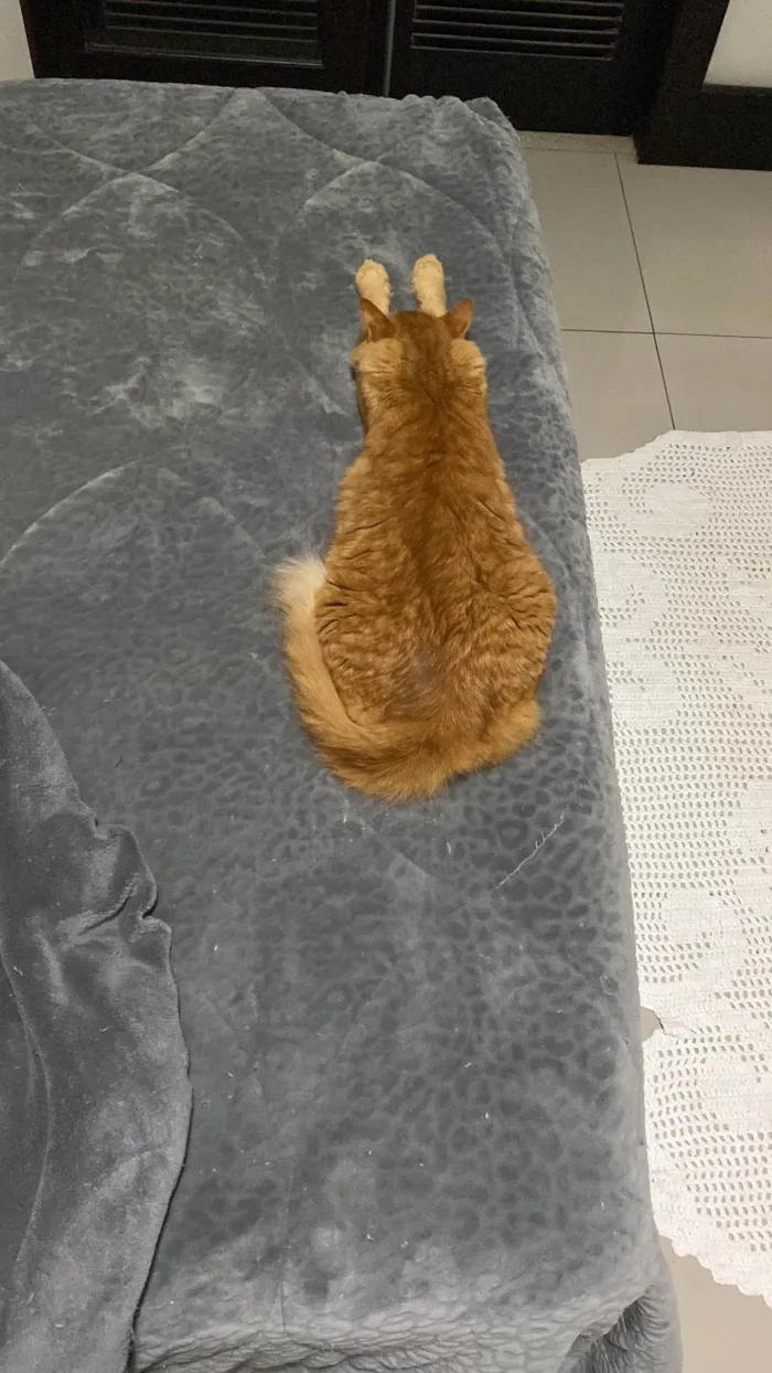 Gato ra a SRD-ViraLata idade 4 anos nome Chiclete