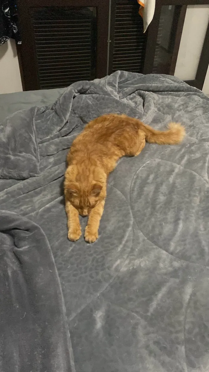 Gato ra a SRD-ViraLata idade 4 anos nome Chiclete