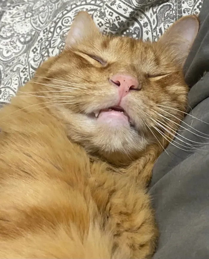 Gato ra a SRD-ViraLata idade 4 anos nome Chiclete