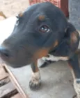 Cachorro ra a SRD-ViraLata idade 2 a 6 meses nome Ninja