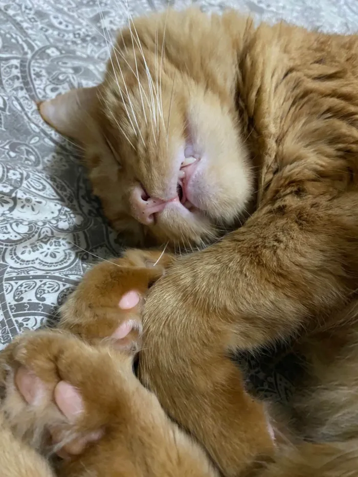 Gato ra a SRD-ViraLata idade 4 anos nome Chiclete