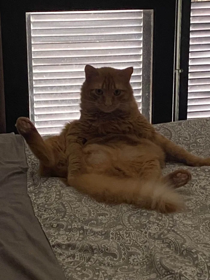 Gato ra a SRD-ViraLata idade 4 anos nome Chiclete