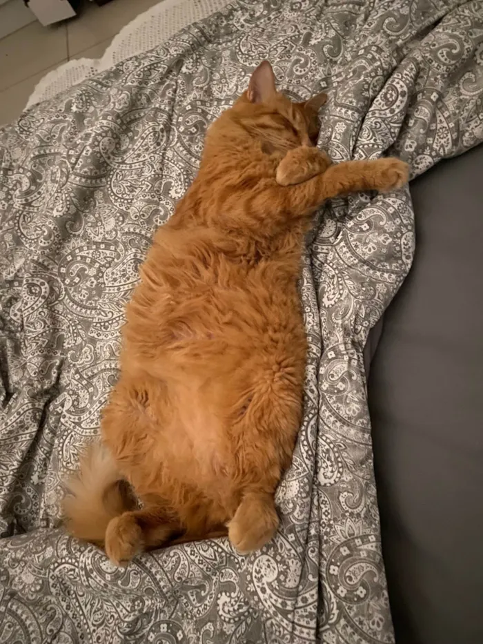 Gato ra a SRD-ViraLata idade 4 anos nome Chiclete