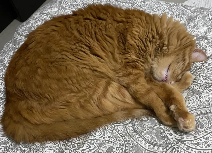 Gato ra a SRD-ViraLata idade 4 anos nome Chiclete