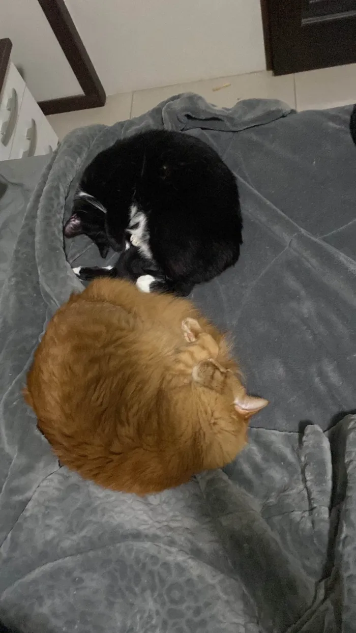 Gato ra a SRD-ViraLata idade 4 anos nome Chiclete