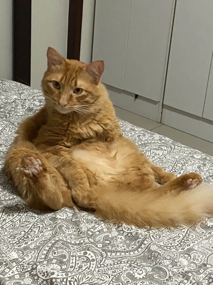 Gato ra a SRD-ViraLata idade 4 anos nome Chiclete