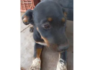 Cachorro raça SRD-ViraLata idade 2 a 6 meses nome Ninja