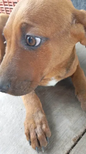 Cachorro ra a SRD-ViraLata idade 2 a 6 meses nome Pudim