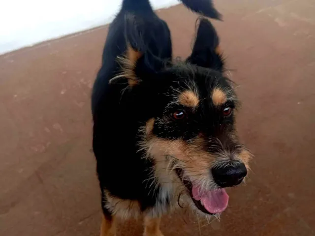 Cachorro raça SRD-ViraLata idade 2 anos nome Scooby 